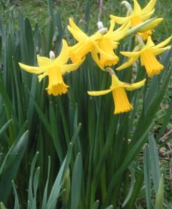 Daffodils huddled together for warmth in this frozen month of March