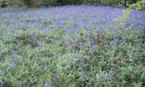 Bluebell field at Winterbourne Gardens