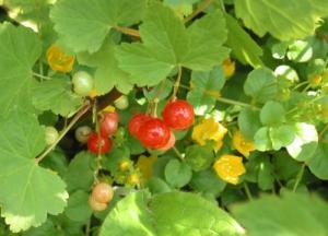 Summer fruits in Erdington Brmingham