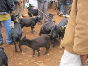 Goats at Kumbo's livestock market