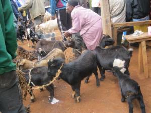Goats at Kumbo's livestock market