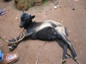 Goat with legs tied