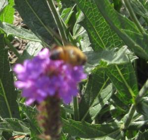 Bees gathering nectar. A reminder that there is still sweetness in my life.